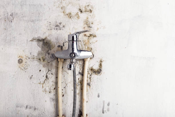 Best Residential Mold Remediation in Brookfield, NJ