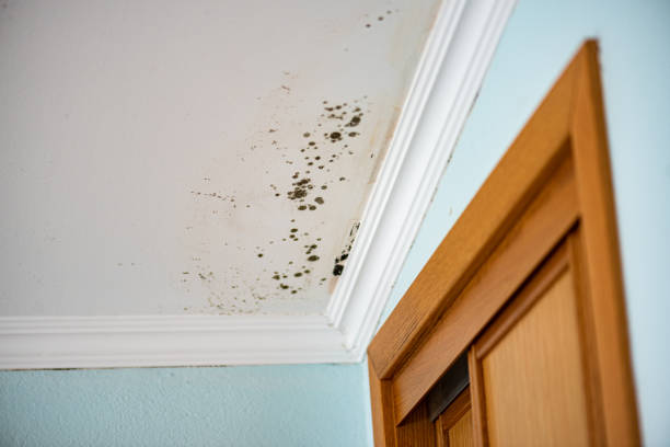 Best Basement Mold Remediation in Brookfield, NJ