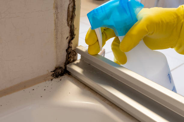 Best DIY Mold Remediation Support Services in Brookfield, NJ