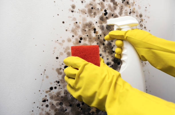 Best Localized Mold Remediation (e.g., coastal areas, humid climates) in Brookfield, NJ