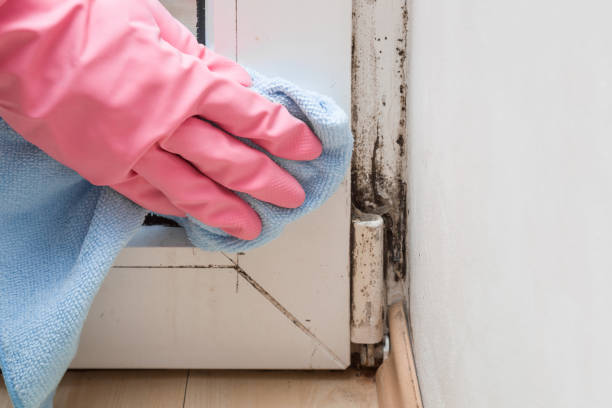 Best Insurance-Related Mold Remediation in Brookfield, NJ