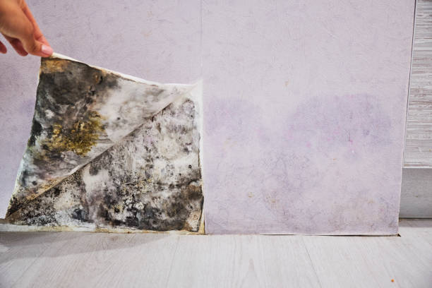 Best White Mold Remediation in Brookfield, NJ